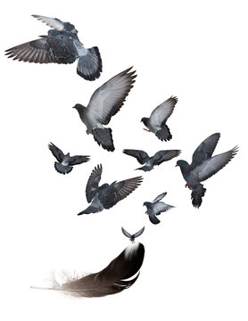 seven black doves flying from large dark feather