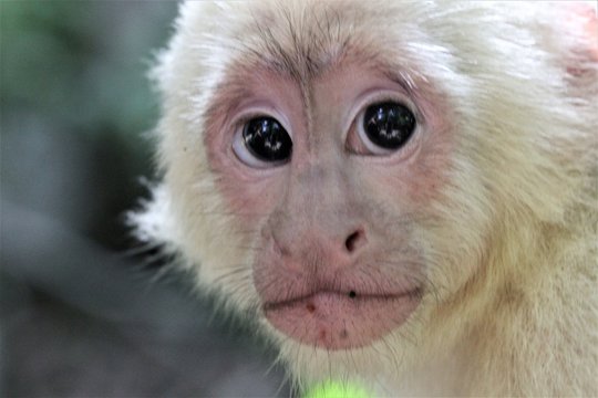 monkeys