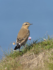 Northern wheatear,  Oenanthe oenanthe