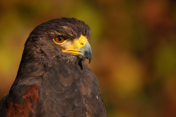 Harris hawk in front auf autumn colours