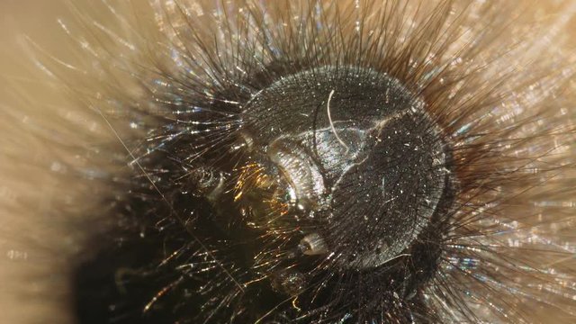 Head of a large black shaggy caterpillar close-up. Macro shot.