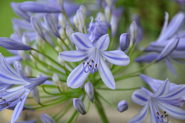 Blue Agapanthus (Lily of the Nile) Flower
