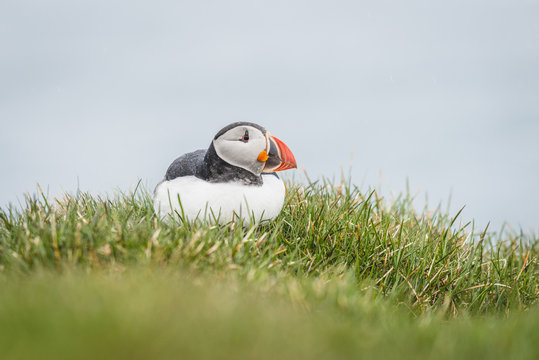 Iceland, Latrabjarg, puffin, Fratercula arctica