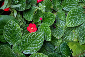 Red flower on green verdant bush