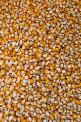 Corn Grain 