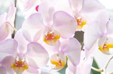 beautiful blossoming flowers of a homely orchid