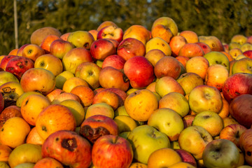 Äpfel im Container