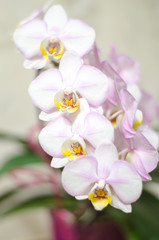 Naklejka na ściany i meble beautiful blossoming flowers of a homely orchid