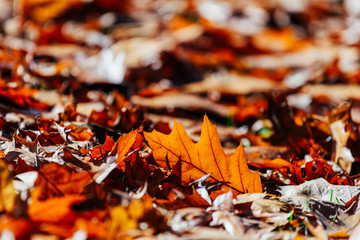 Red Autumn Leaves Background In Fall Season