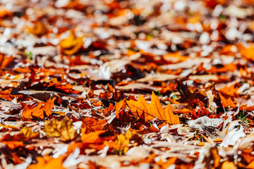 Red Autumn Leaves Background In Fall Season