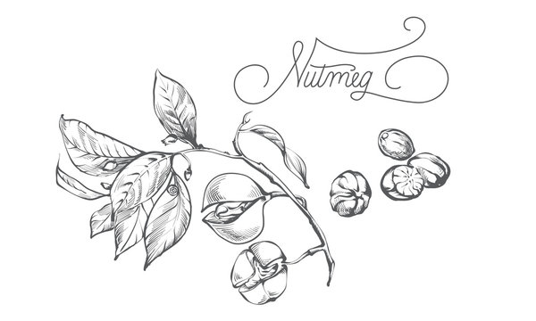 Nutmeg spice plant vector image