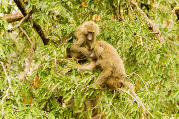 Baboons are eating ginger fruits in Lake Manyara Park, Tanzania, Africa