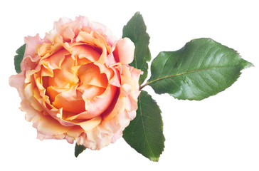 pink and orange color rose top view