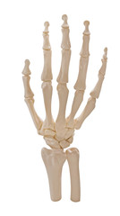 skeleton of hand isolated on white