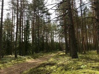 Fototapeta premium Autumn forest, in the outskirts of the village Vladykino, Novgorod region. Russia 5