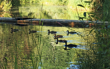 ducks in the river