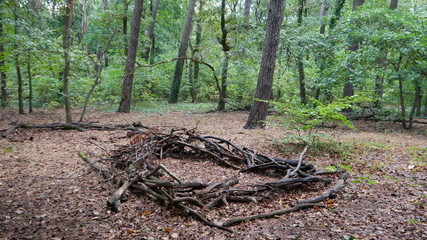 von insekten angefressener baum