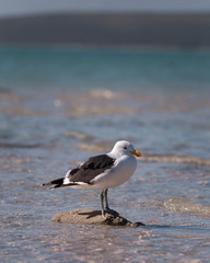 Seagull on rock