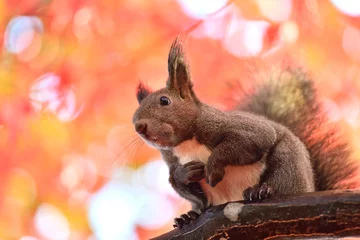 Foto op Plexiglas 秋のエゾリス © mihiro_wildlife