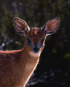 Grysbok buck