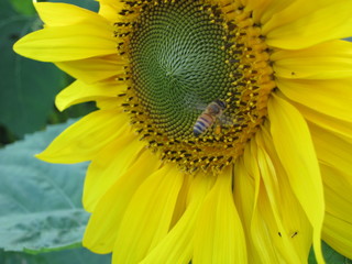 ひまわり畑（ヒマワリバタケ）