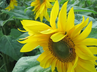 ひまわり畑（ヒマワリバタケ）