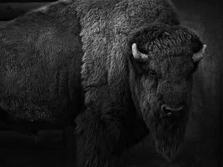 Abwaschbare Fototapete Büffel Bison schwarz-weiß