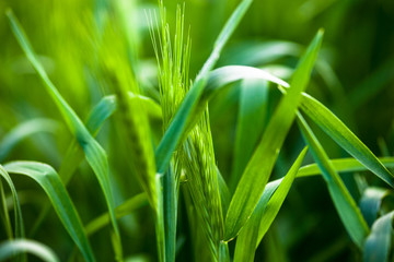 Barley grass or wall barley