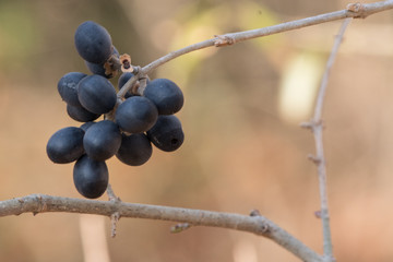 Berries in the Forest
