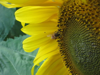 ひまわり畑（ヒマワリバタケ）