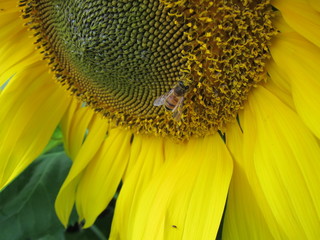 ひまわり畑（ヒマワリバタケ）