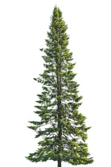 dark green straight fir tree on white