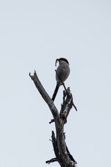 Bird eating worm