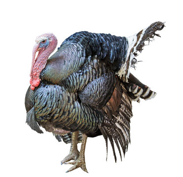 isolated large turkey male