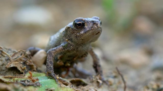 Little common toad 