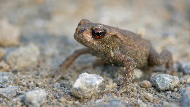 Little common toad (Bufo bufo)