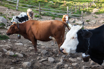 Cows in a pen