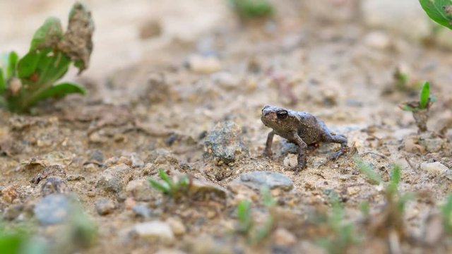 Little common toad (Bufo bufo)
