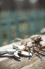 Pruning shears and cut branches