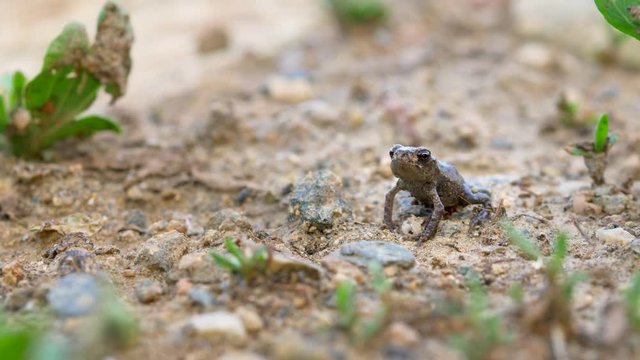 Little common toad (Bufo bufo) meets ants