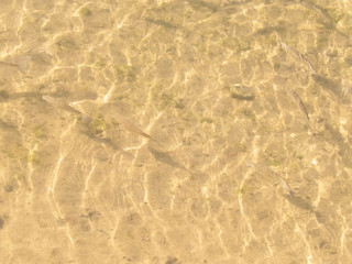 Fish in transparent water.