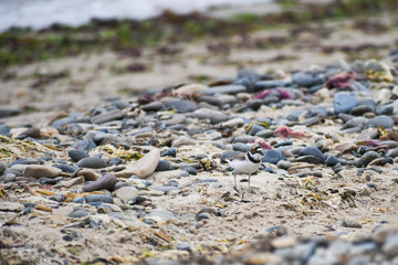 Little Ringed Plover in perfect camouflage