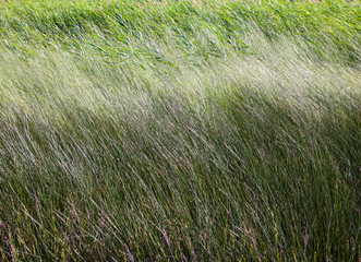 Tall grass in the field