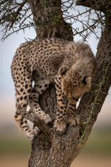 Cheetah cub looks down from whistling thorn