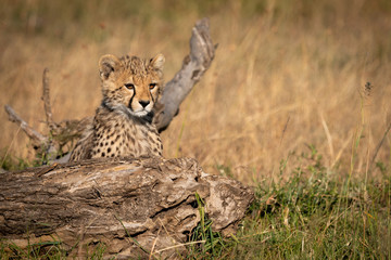 Cheetah cub looks over log in grass