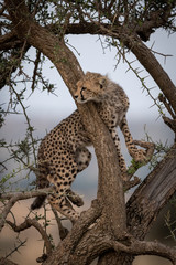 Fototapeta na wymiar Cheetah cub looks round branch of tree
