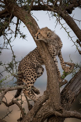 Cheetah cub looks up round tree branch
