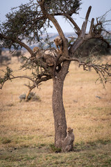 Cheetah cub looks up tree to siblings