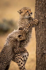 Cheetah cub pulling back another climbing tree