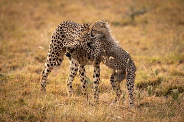 Cheetah cub playing with mother in grass